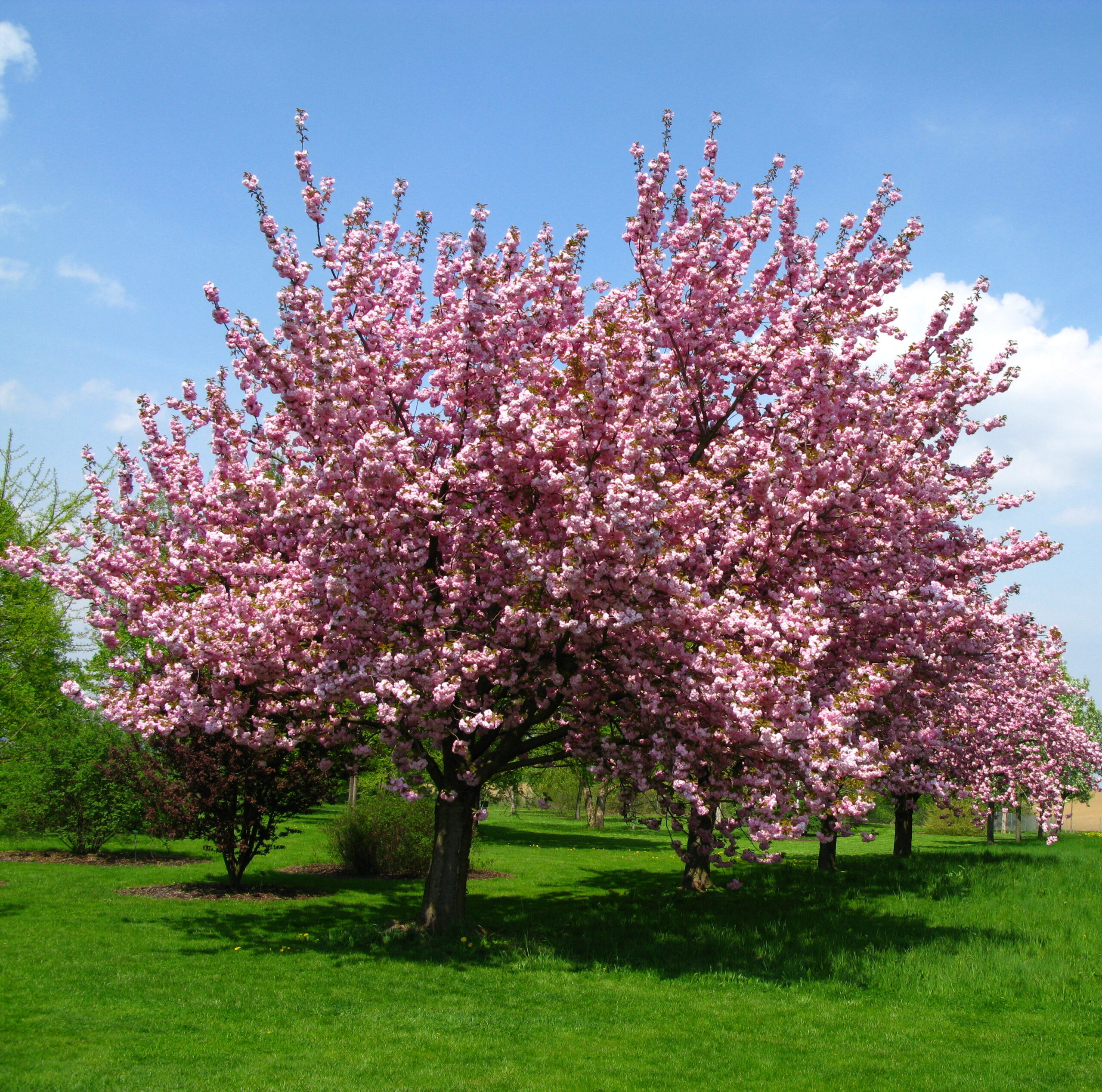 Foto prunusboom in bloei